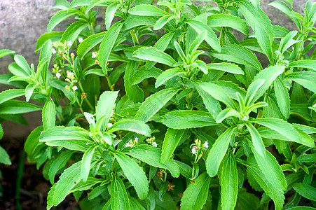 在乐园中的施特维雅人绿色植物学植物白色草本植物食物绿色植物营养药品芳香图片