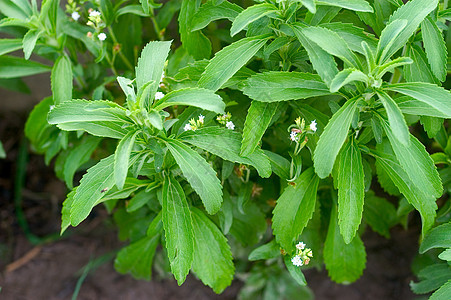 在乐园中的施特维雅人绿色芳香白色饮食食物药品绿色植物制药草本植物植物学图片