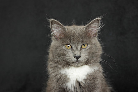 灰白小白猫特写在黑色背景上灰色柔软度毛皮哺乳动物头发爪子尾巴猫科眼睛晶须背景图片