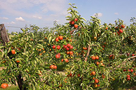 夏季的苹果果园 上面覆满多彩苹果生产饮食叶子树叶水果花园植物生长农场季节图片