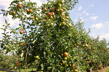 夏季的苹果果园 上面覆满多彩苹果叶子园艺植物花园生产树叶食物饮食生长农场图片