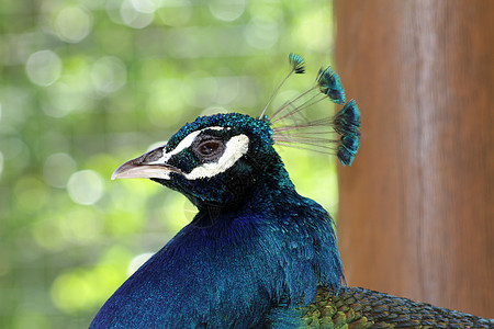 孔雀头公鸡脖子热带羽毛尾巴动物园活力身体野鸡男性图片