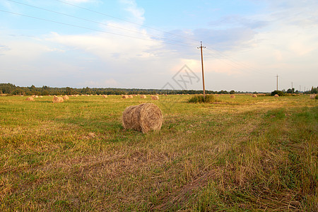 田里的干草篮子土地收成农田圆圈小麦草地金子粮食草原农场图片