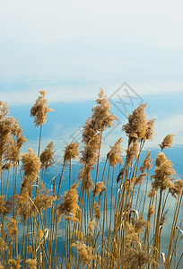 瑞发晴天天空射线太阳树叶粮食海浪芦苇植物场地图片