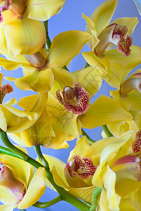 黄色兰花植物花园生长叶子礼物异国脆弱性热带花瓣植物学图片