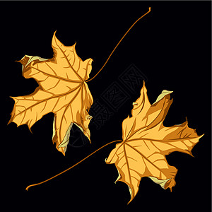 秋叶绘画乡愁绘图元素季节性插图悲伤计算机枫叶黑色图片