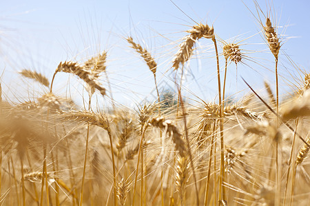 小麦田植物场地玉米种子收成季节粮食乡村食物稻草图片