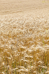 小麦田玉米收获植物季节场地种子粮食农业食物黄色图片