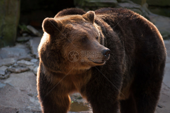 熊力量爪子危险动物园哺乳动物动物荒野毛皮棕色捕食者图片