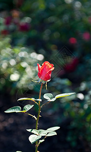红玫瑰花坛花瓣植物学植物红色草地植物群花店花园图片