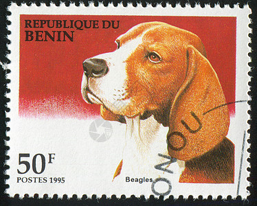 贝格尔犬类邮件集邮动物明信片古董邮资宠物邮票信封图片
