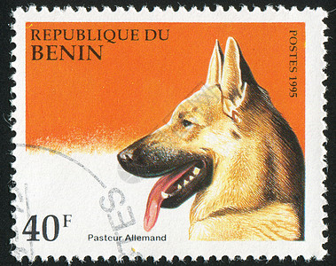 德国牧羊人邮票犬类海豹动物历史性集邮邮资邮戳宠物哺乳动物图片