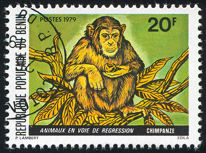 黑猩猩邮资古董邮票狮身人面动物群历史性野生动物灵长类哺乳动物图片
