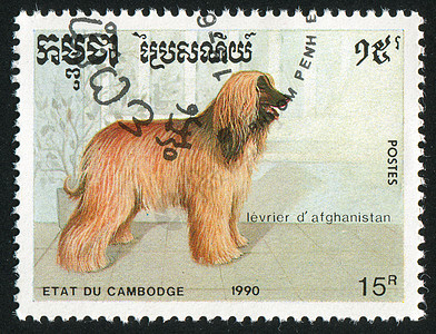 阿富汗邮资信封古董宠物犬类邮戳历史性邮票眼睛哺乳动物图片