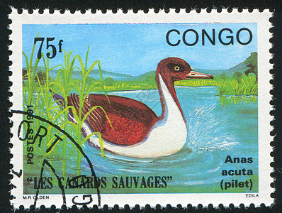 鸭子邮票海豹野生动物信封明信片集邮水禽古董邮件邮资图片