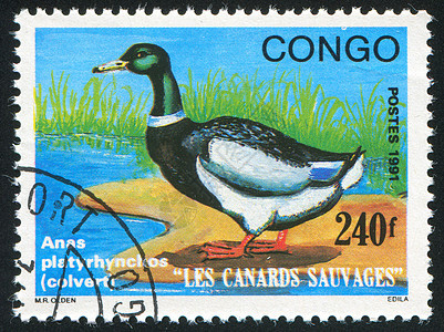 鸭子水禽邮件荒野集邮邮资古董动物邮票邮戳明信片图片