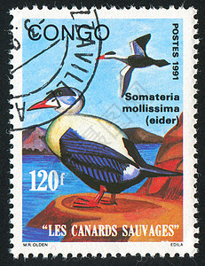 鸭子古董海豹野生动物历史性邮件明信片邮票邮资集邮水禽图片
