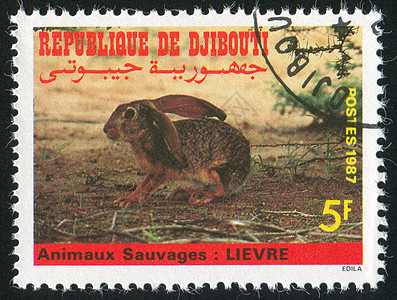 兔子兔邮件邮资耳朵邮票邮戳荒野集邮明信片哺乳动物历史性图片