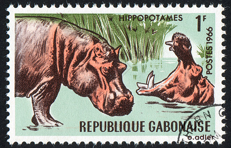 河马古董信封动物脊椎动物历史性荒野集邮邮戳哺乳动物邮件图片