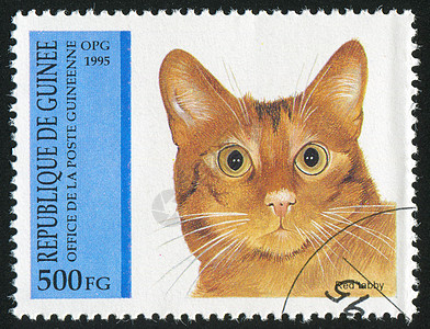 红色标签邮戳眼睛信封猫科动物胡须宠物动物毛皮海豹古董图片