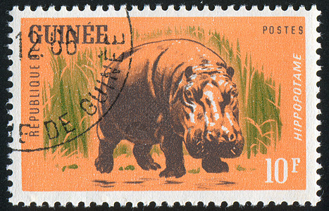 河马古董海豹邮件野生动物邮资脊椎动物历史性哺乳动物信封荒野图片