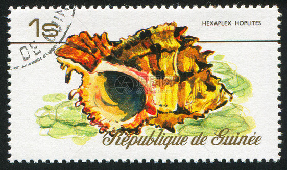 贝壳热带海洋螺旋环境动物邮戳明信片古董信封历史性图片