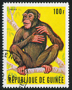 猴子猴邮戳邮资邮票灵长类脊椎动物动物群毛皮古董哺乳动物信封图片