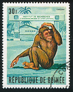 猴子猴毛皮野生动物海豹荒野明信片邮票邮资历史性集邮脊椎动物图片
