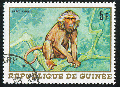 猴子猴动物邮戳海豹荒野集邮灵长类邮票邮件邮资毛皮图片