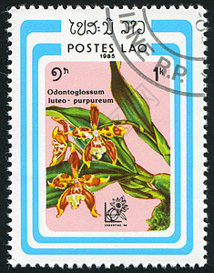 兰花邮资邮票植物群邮件植物信封历史性植物学海豹古董图片