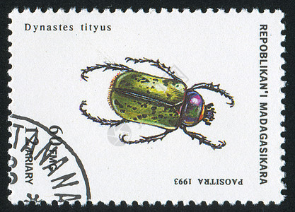 昆虫飞行荒野邮件明信片集邮邮资漏洞历史性昆虫学动物图片
