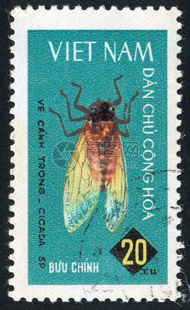Cicada 胶状昆虫鼻子邮件飞行集邮邮戳明信片异国历史性情调图片