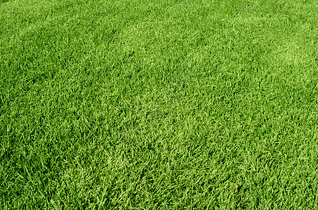 绿色绿草质院子场地公园高尔夫球草皮草原土地植物足球绿色植物图片