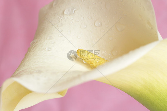 粉红色上美丽的Calla Lilly花瓣粉色白色宏观生长卷曲花园百合黄色礼物图片