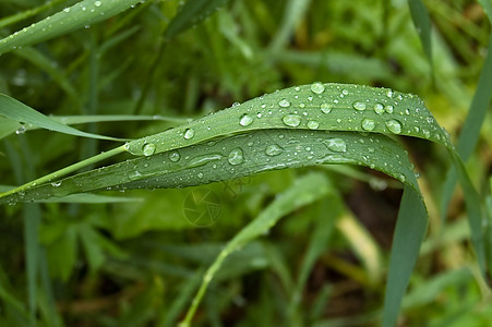 草地上的雨滴植物群植物叶子绿色图片