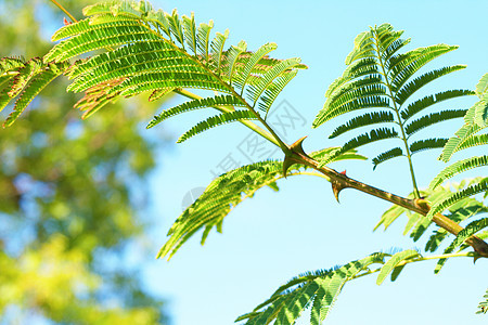 美丽的园林景观晴天环境公园花园阳光园艺衬套植物自然树木图片