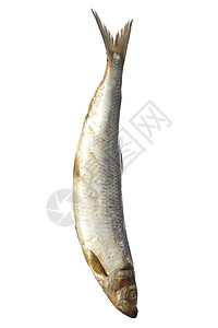 白底的咸鱼鲱鱼盐渍食物钓鱼海鲜皮肤白色妻子尾巴背景图片