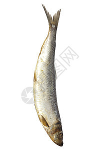白底的咸鱼鲱鱼盐渍食物钓鱼海鲜皮肤白色妻子尾巴图片