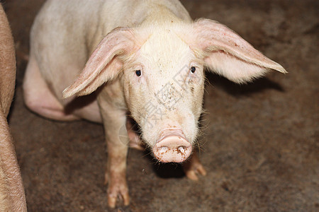 在中国农场里 近身的猪熏肉耳朵好奇心小猪猪肉咕噜声庇护所农业吮吸野生动物图片