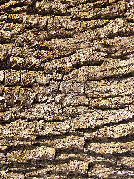 背景栅栏植物花园薄片墙纸木头木材乡村地毯公园图片