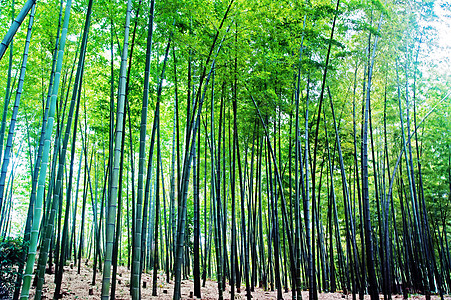 中国四川四川竹波海竹布森林景观中国四川生态旅游绿色竹子图片
