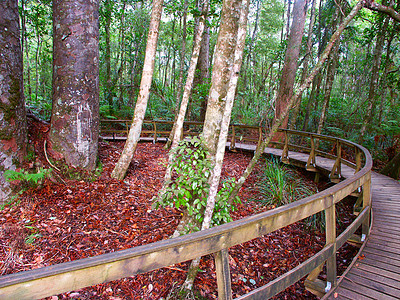 Kauri Kauri树  Waipoua森林荒野栖息地生长周长公园林地旅行场景时间姐妹图片