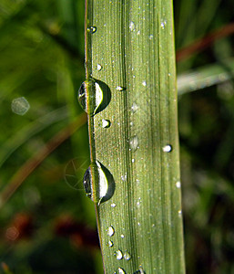 药草上滴水床单环境运球活力眼泪细雨飞溅镜头洪水植物图片