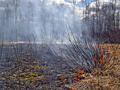 木柴中的火损害辉光速度伤害橙子松树草地焚化毛皮危险图片