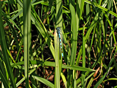 草药中的环境绿地池塘绿色宏观湿地芦苇土地昆虫蜻蜓图片