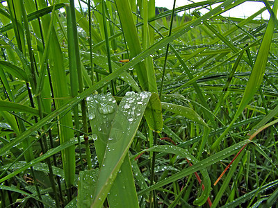 药草上滴水同心飞溅气候杂草草本植物细雨眼泪宏观床单植物群图片