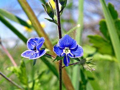 田花花生长花园床单草本植物场地植物学草地花朵蓝色宏观图片