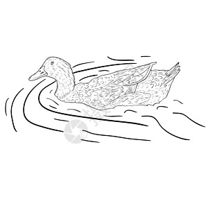 野鸭插图雕刻打猎绘画羽毛鸭子艺术品水禽黑色游泳图片