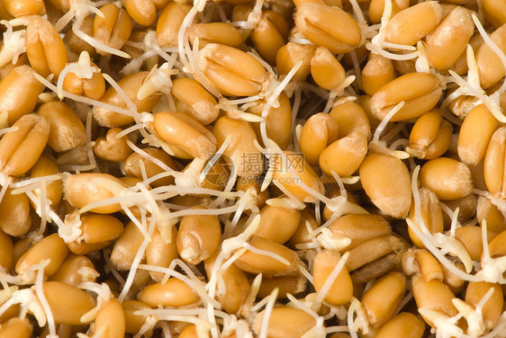 小麦菌密闭胚芽食物种子绿色粮食病菌宏观植物营养图片