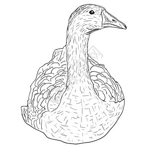 野鹅插图艺术品黑色绘画打猎野生动物羽毛动物群水禽池塘图片